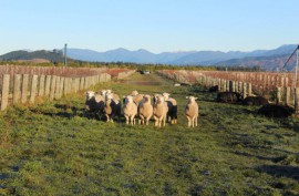 New Zealand Sauvignon Blanc Outside the Box