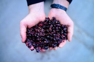 The Glorious Grapes Defining Austrian Red Wine