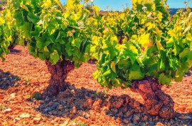 Garnacha Goes Global: A Variety on the Rise