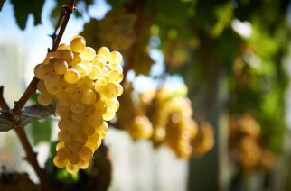 Sauvignon Blanc-Giống nho có lịch sử tươi trẻ tại New Zealand