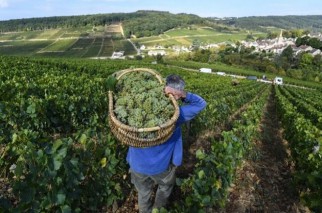 Burgundy 2018 số lượng và chất lượng