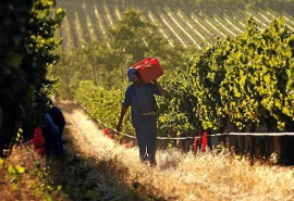 Năm khó khăn cho các nhà sản xuất rượu vang khi thu hoạch đạt mức thấp kỷ lục
