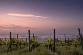 How does diurnal range affect wine?