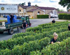 Mùa thu hoạch rượu vang trắng Bordeaux 2020 sớm bắt đầu