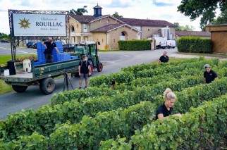 Mùa thu hoạch rượu vang trắng Bordeaux 2020 sớm bắt đầu