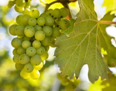 Tìm hiểu về rượu vang làm từ nho Bacchus ở Anh