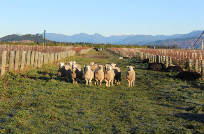 Sauvignon New Zealand