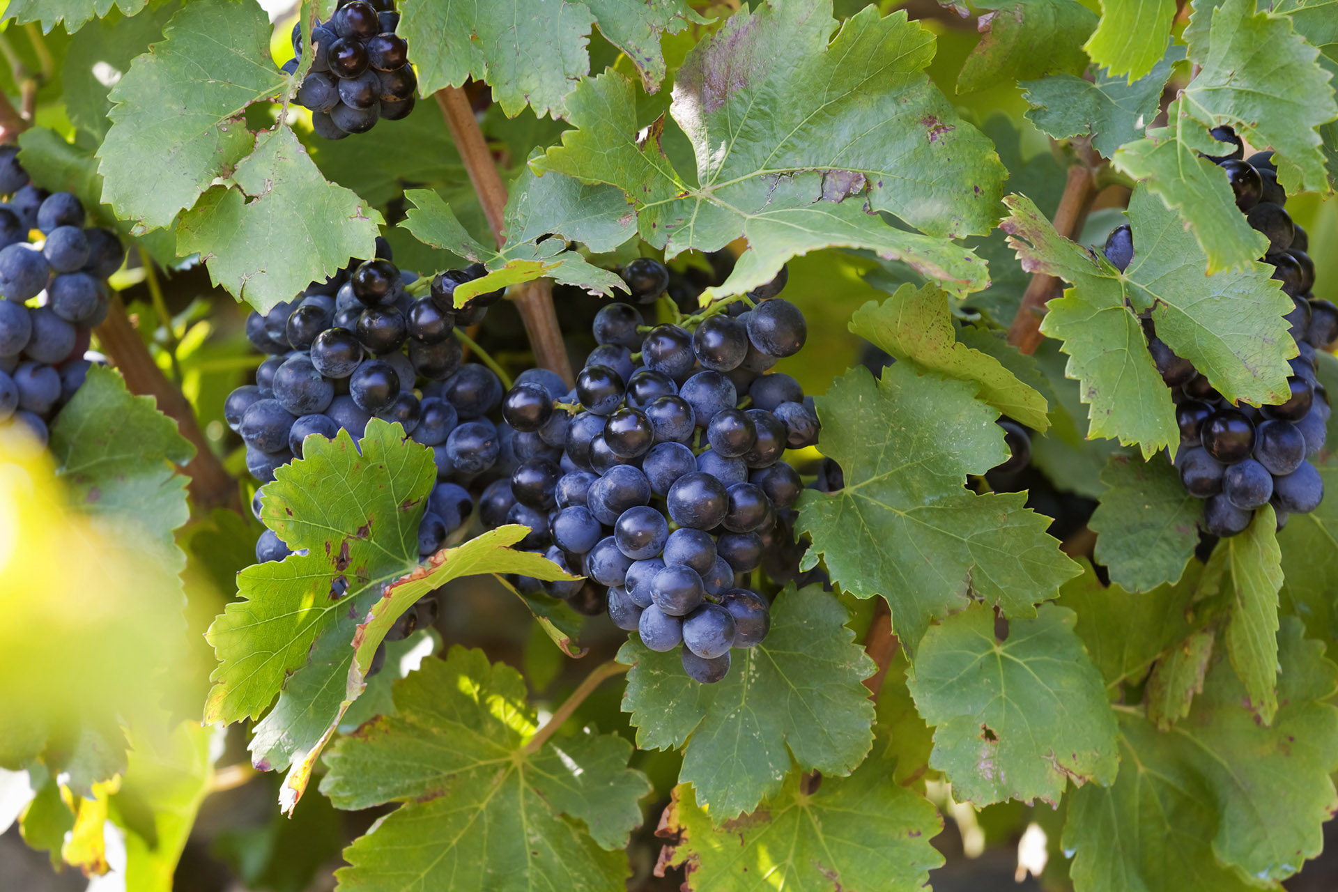 Grenache