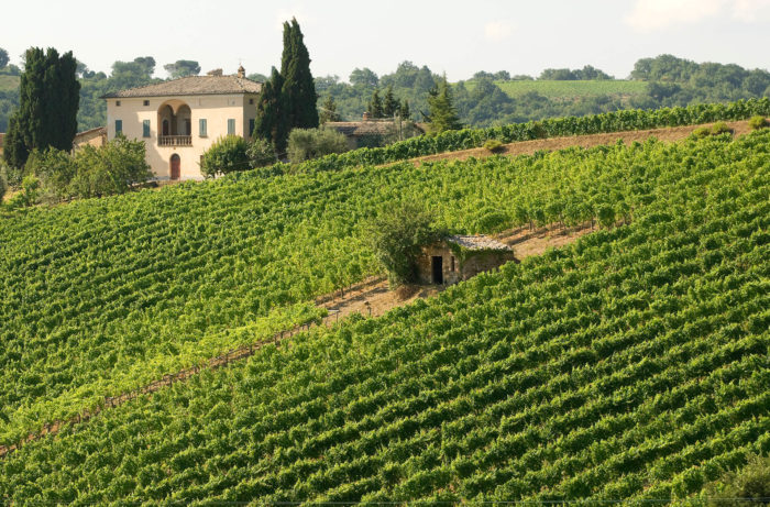 Montalcino-Vineyard