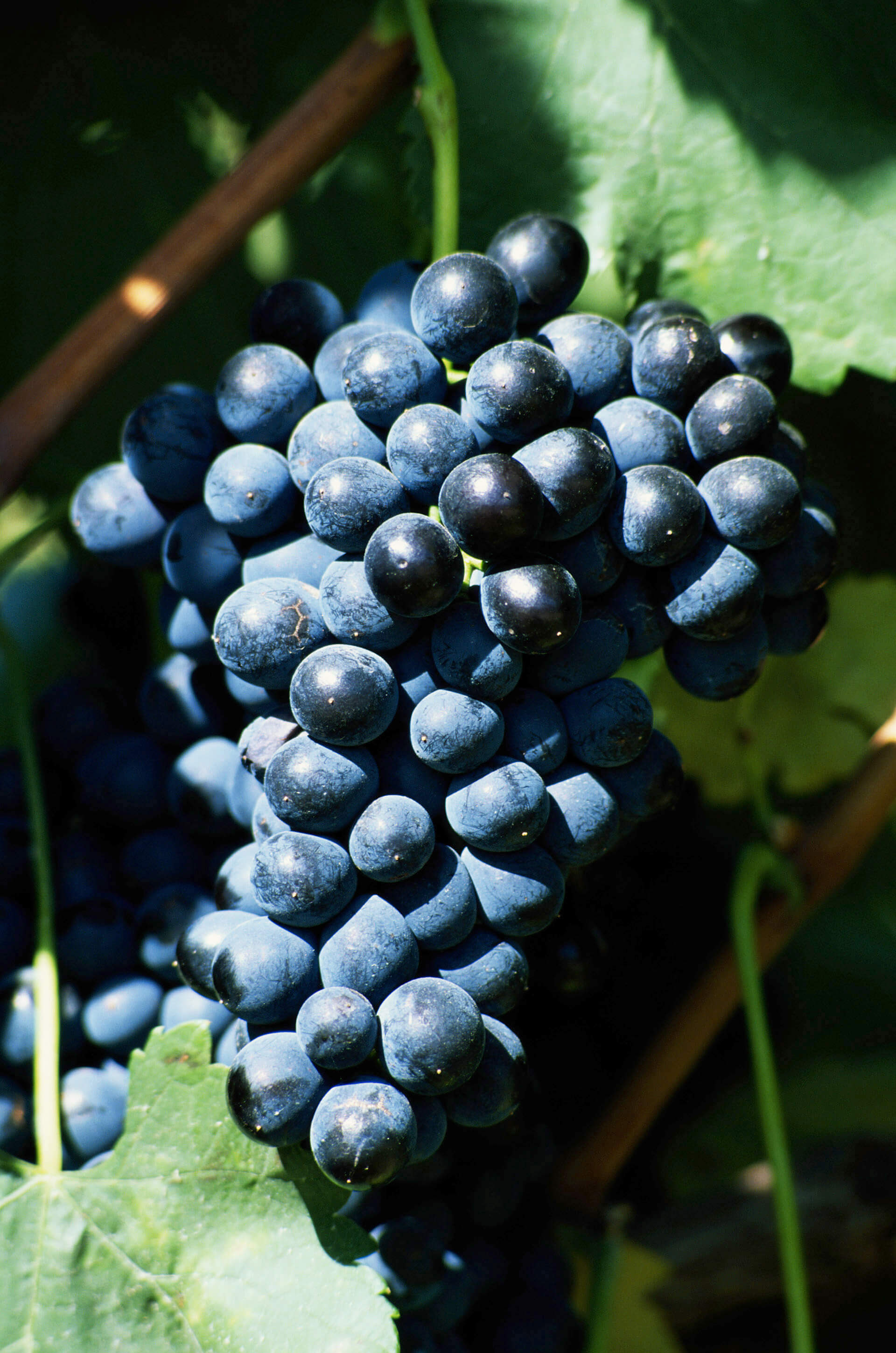 Mourvedre