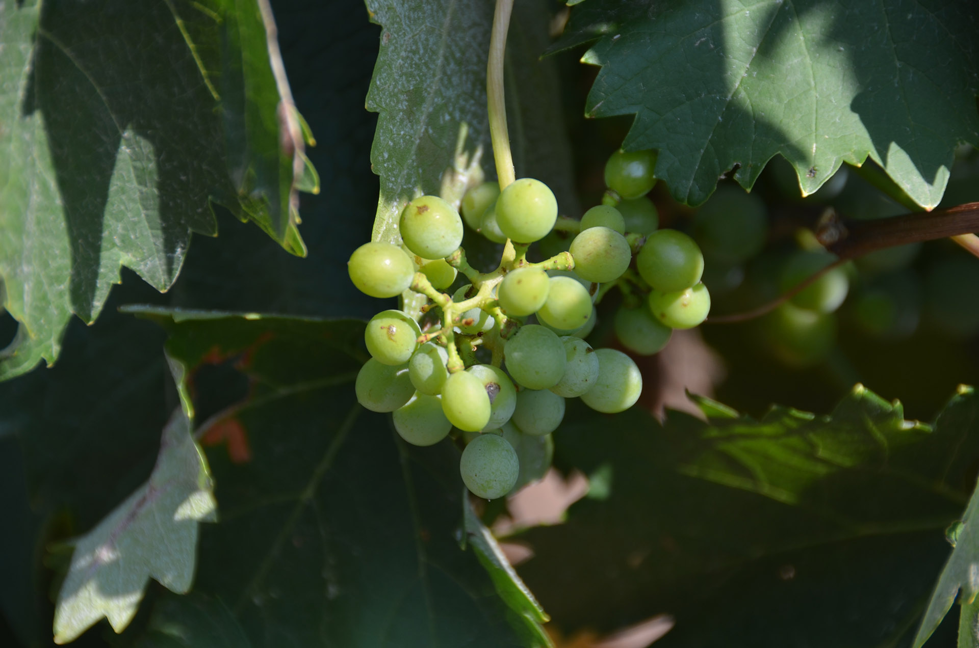 Vermentino