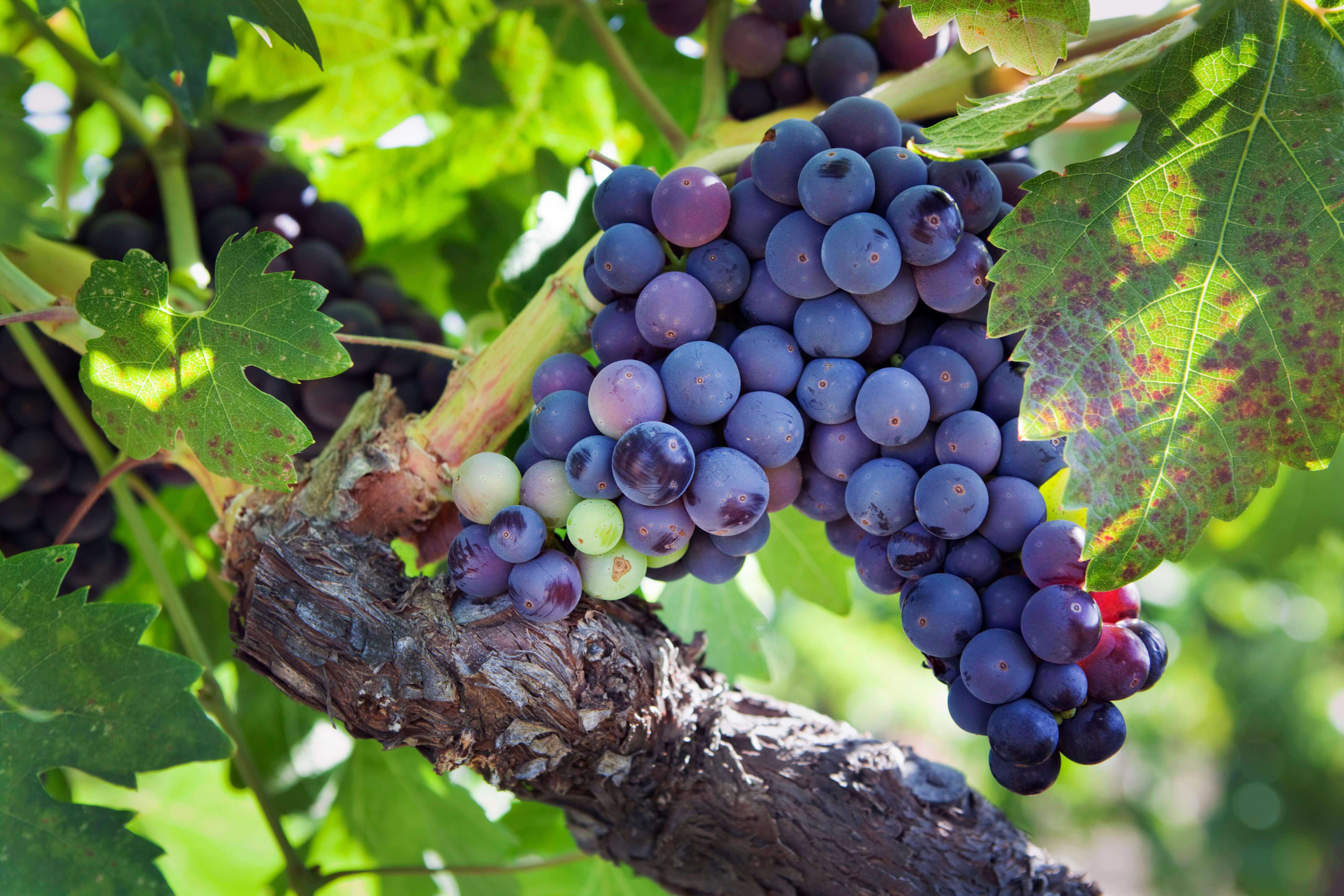 Zinfandel Grapes